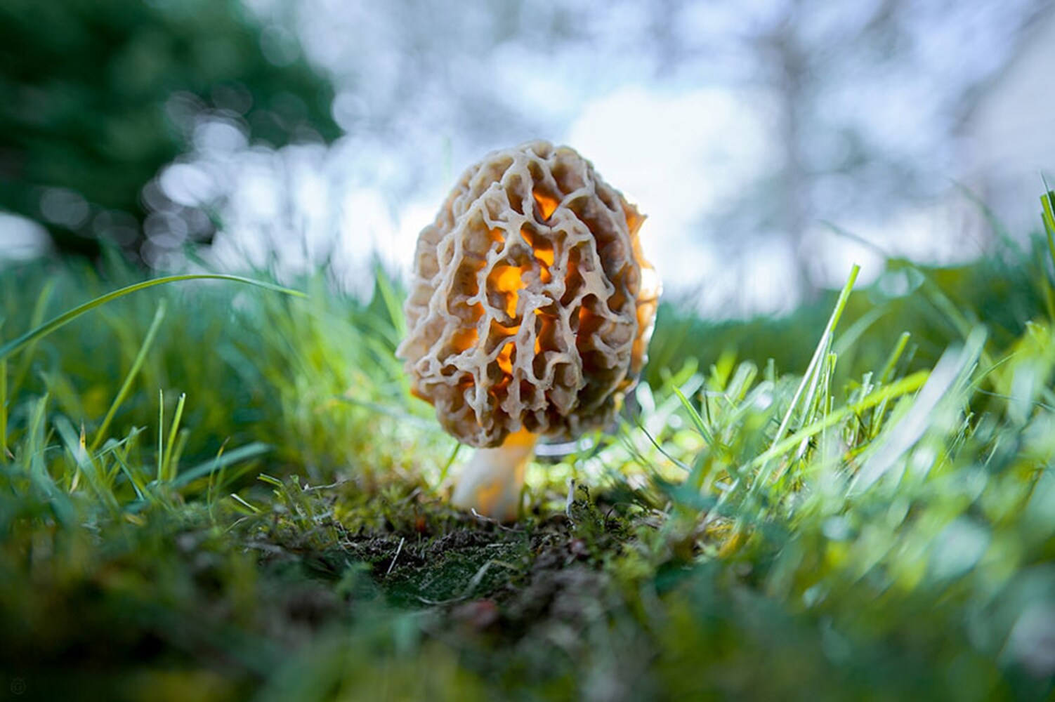 Morchella Esculenta mushroom