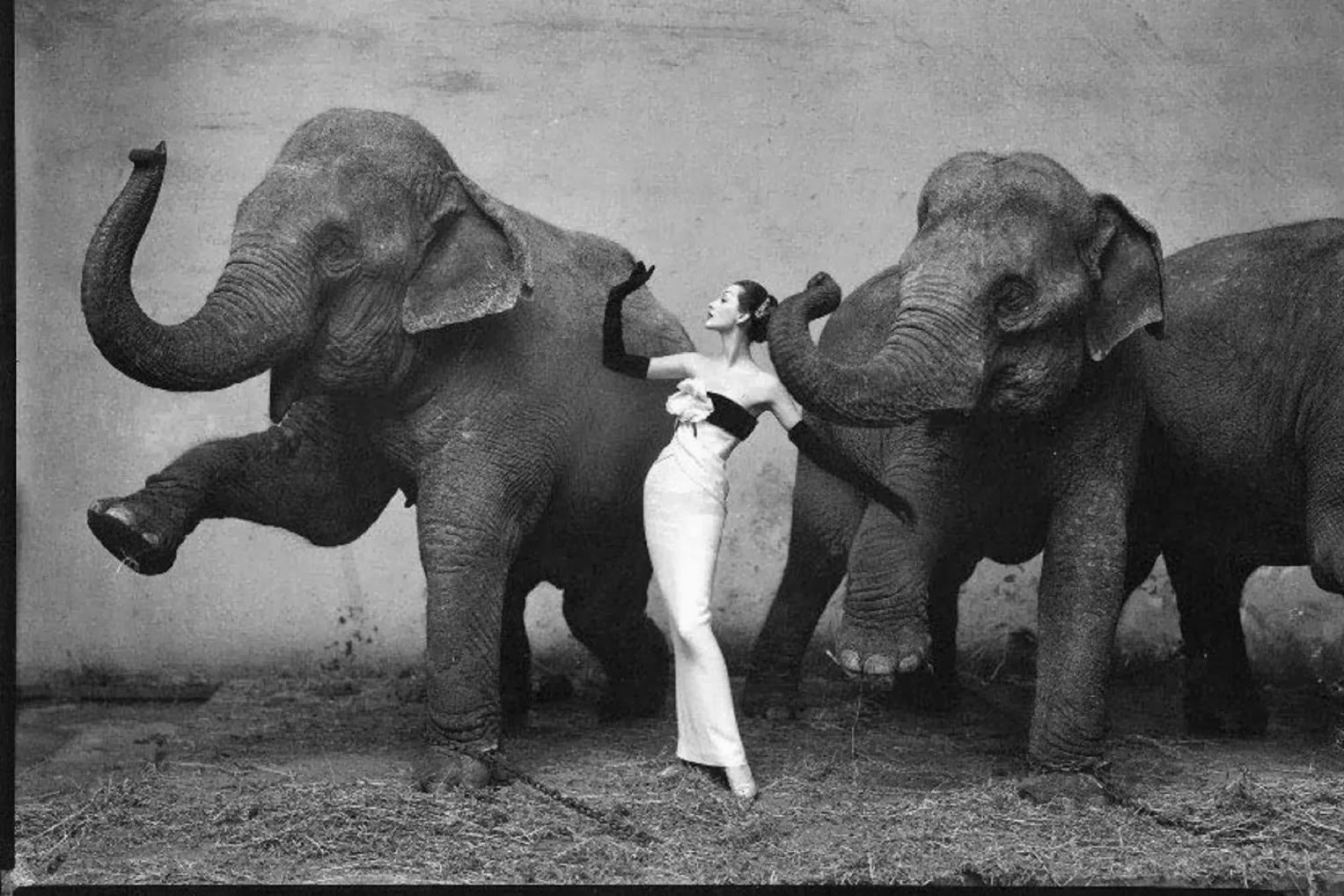 Dovima with the Elephants
