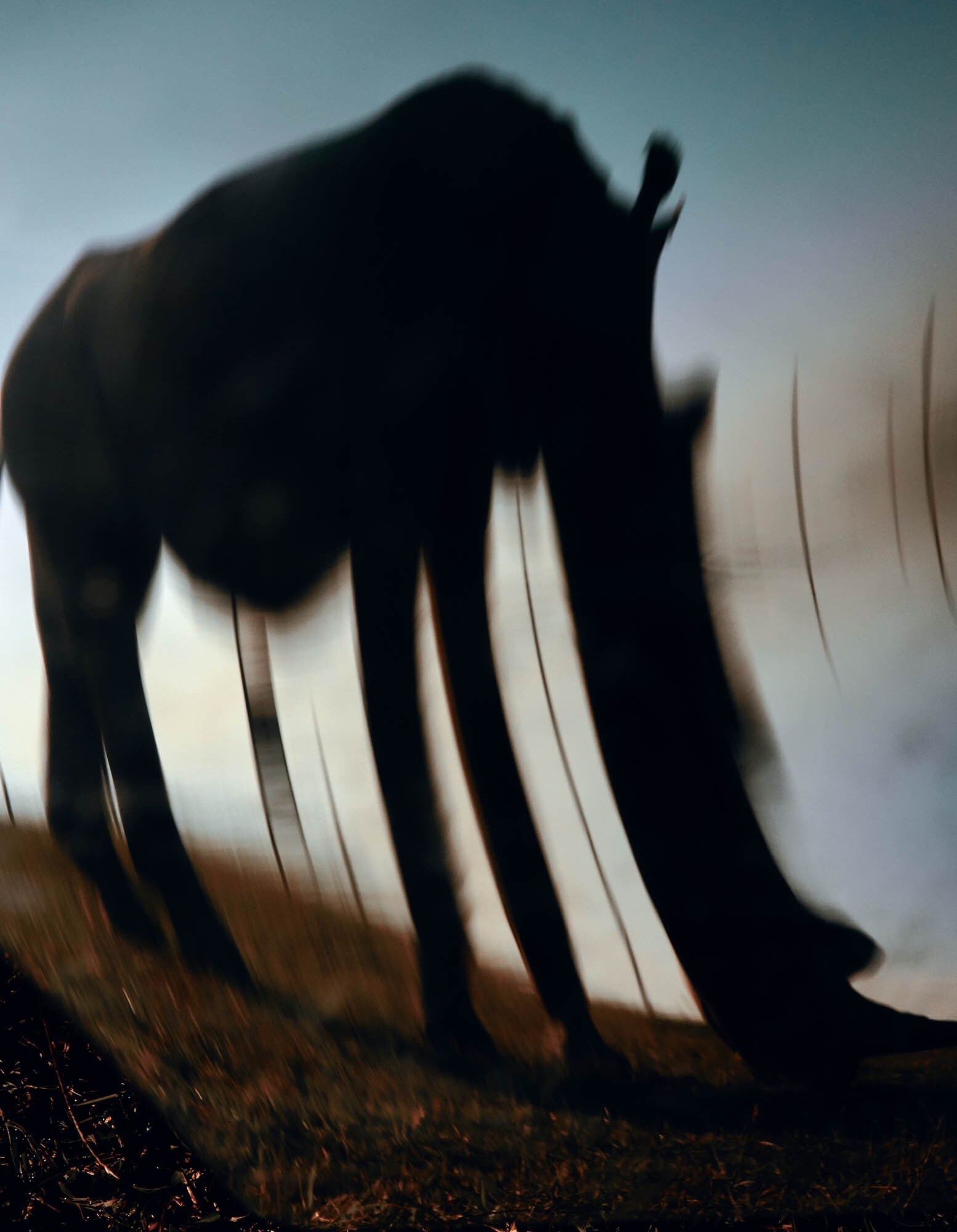 Jack_Davison_Ol_Pejeta04