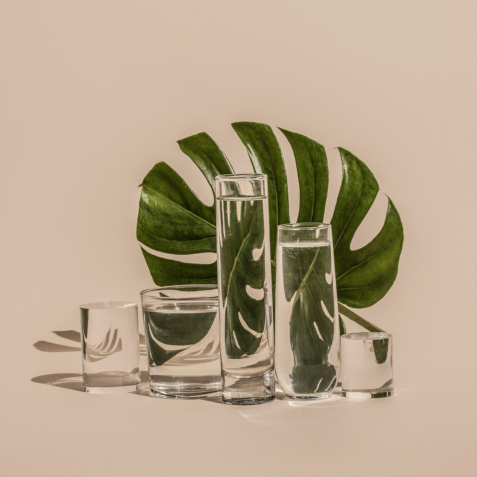 Monstera.SS