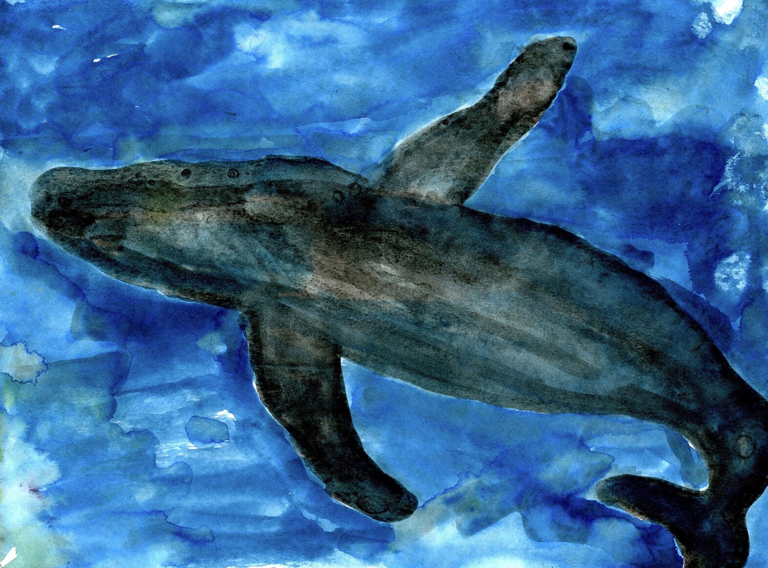 'Whale'-(BLUE)