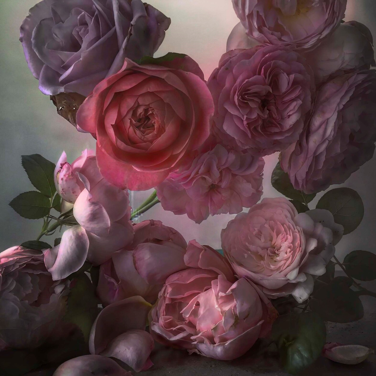 Nick Knight Roses Albion Barn Interview