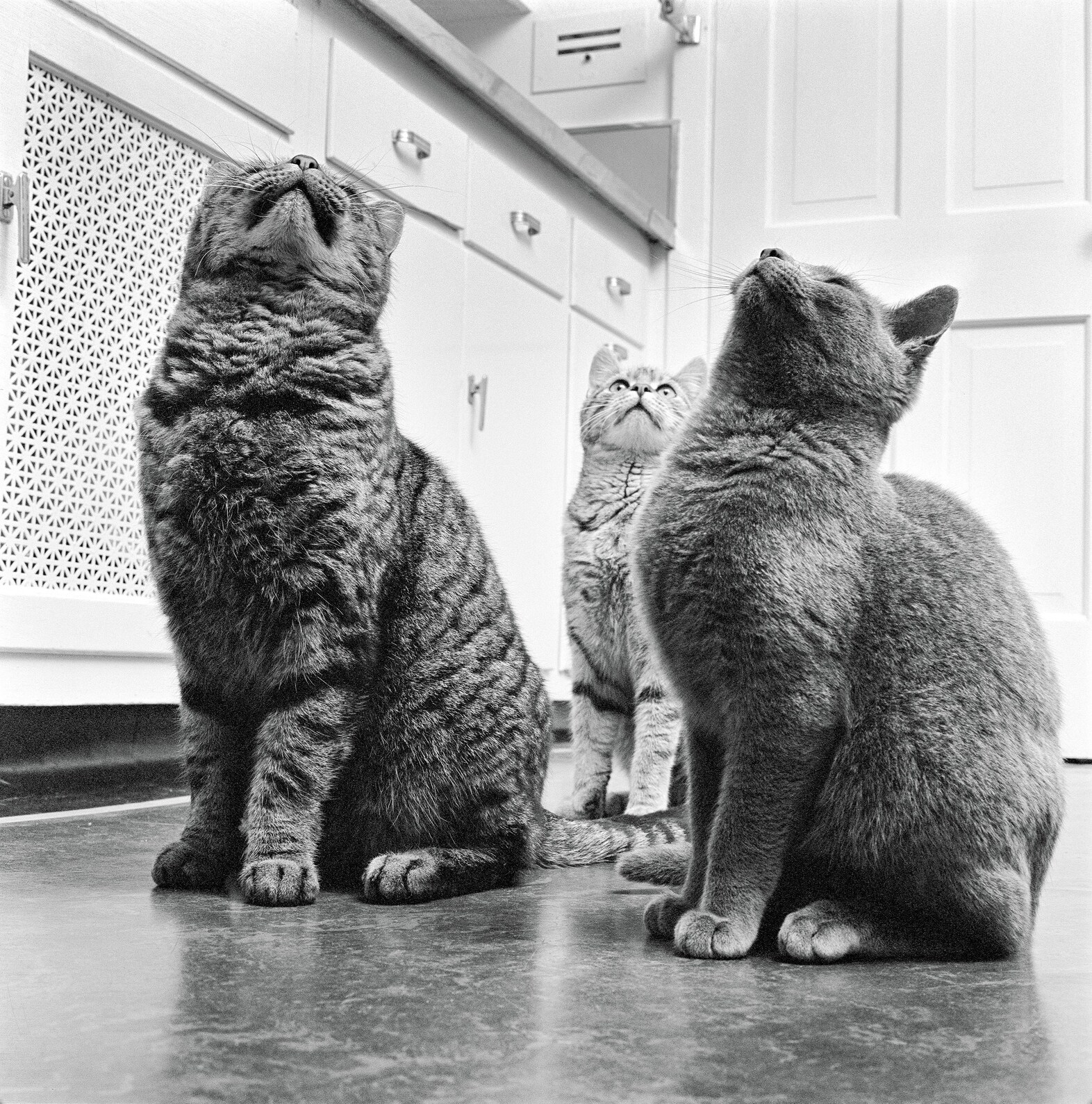 Walter Chandoha Cats Taschen Photography Book 2019 high res