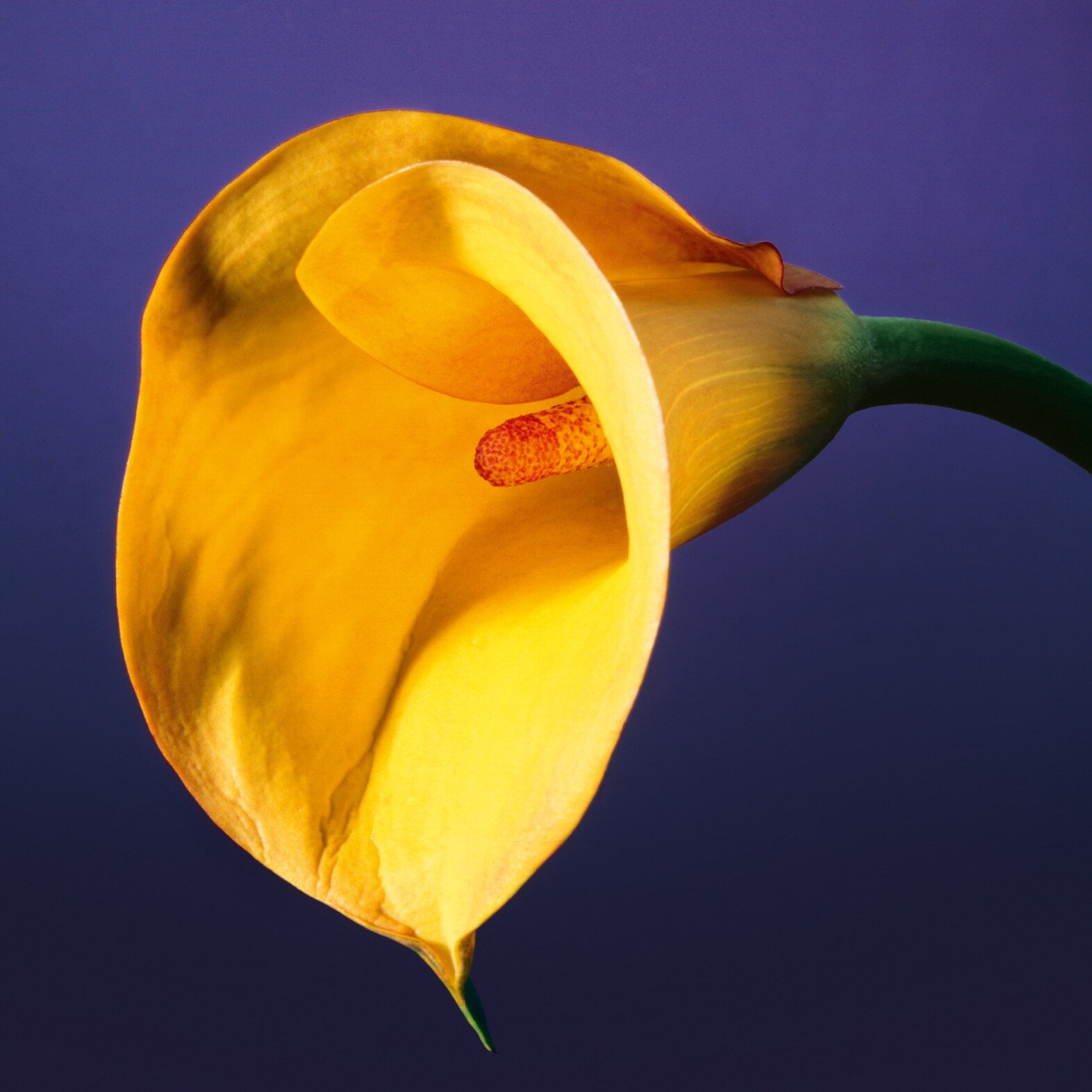 Robert Mapplethorpe