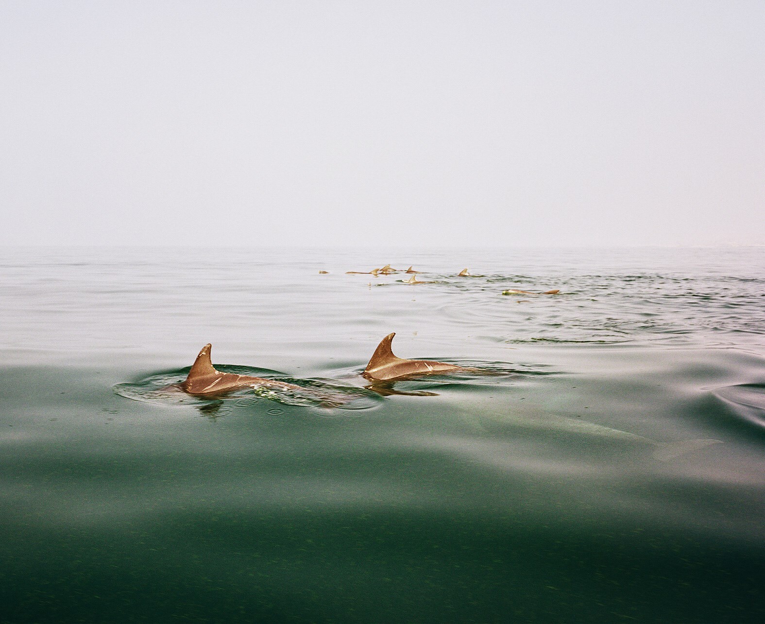 Hoda Afshar. Image from Speak The Wind (MACK, 2021)