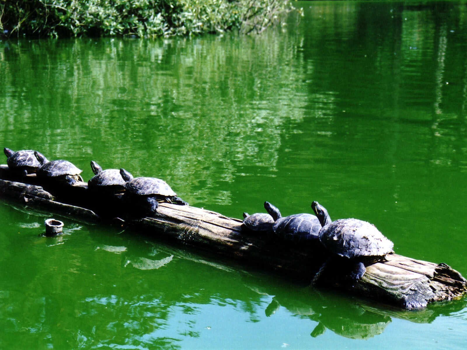 California Turtles