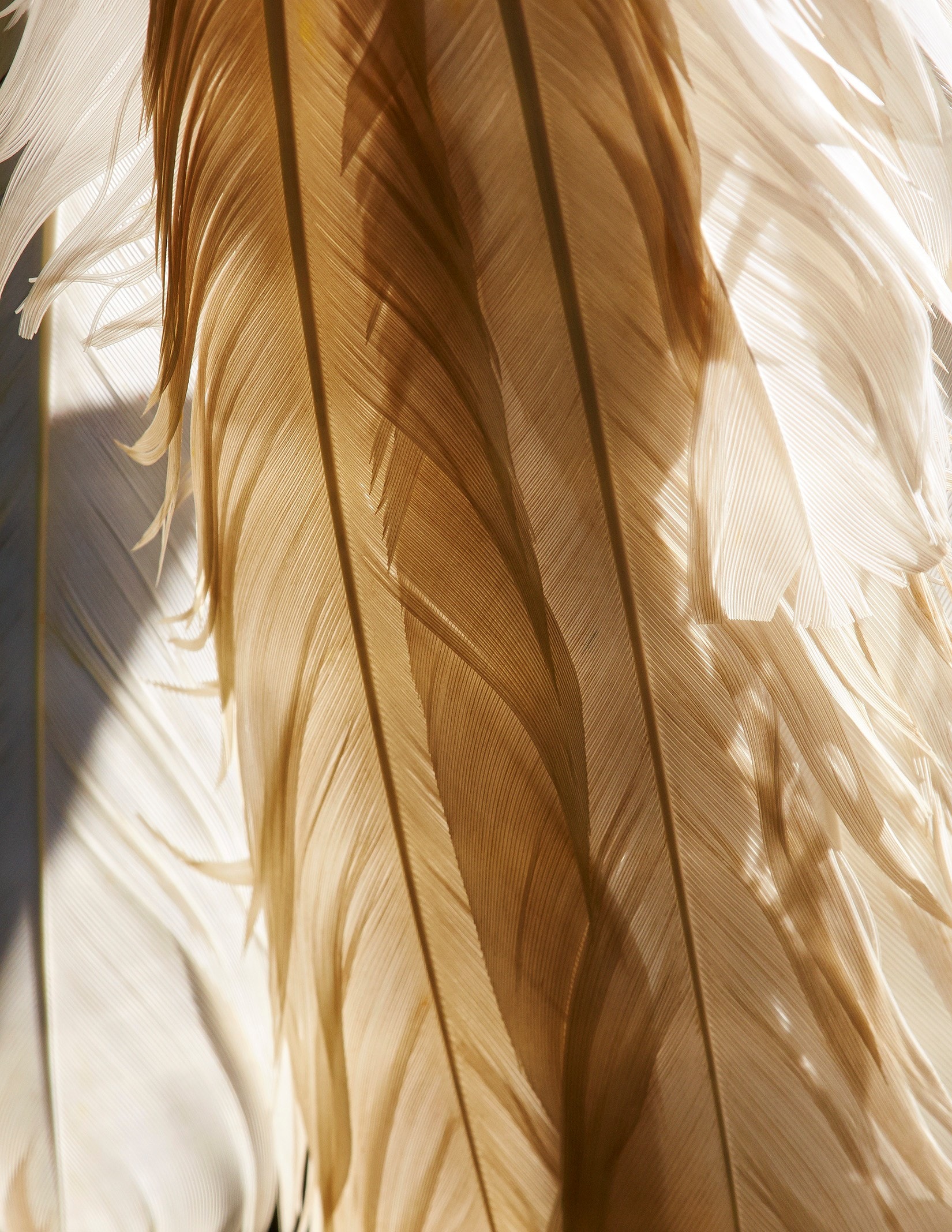 thomaslohr_Birds_08