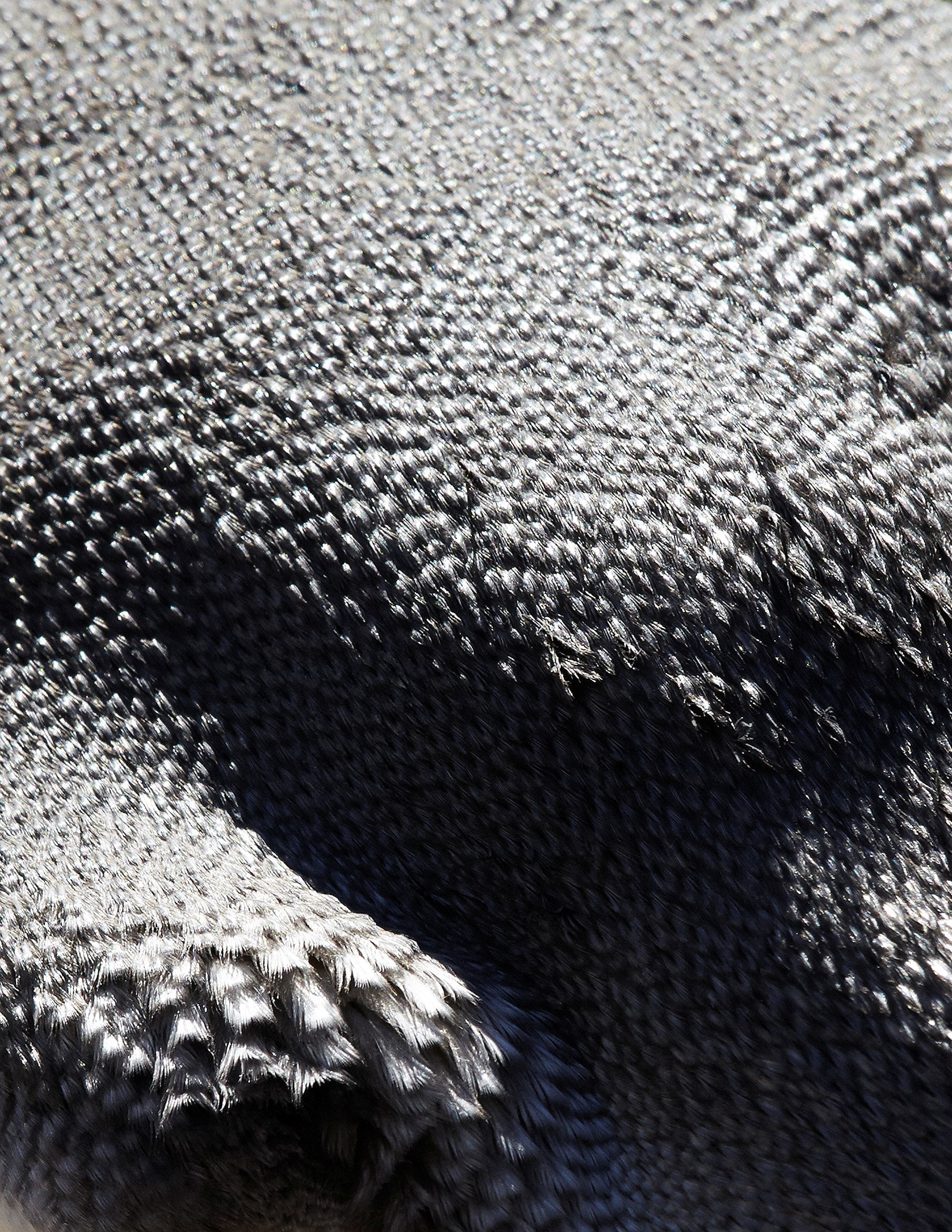 thomaslohr_Birds_09