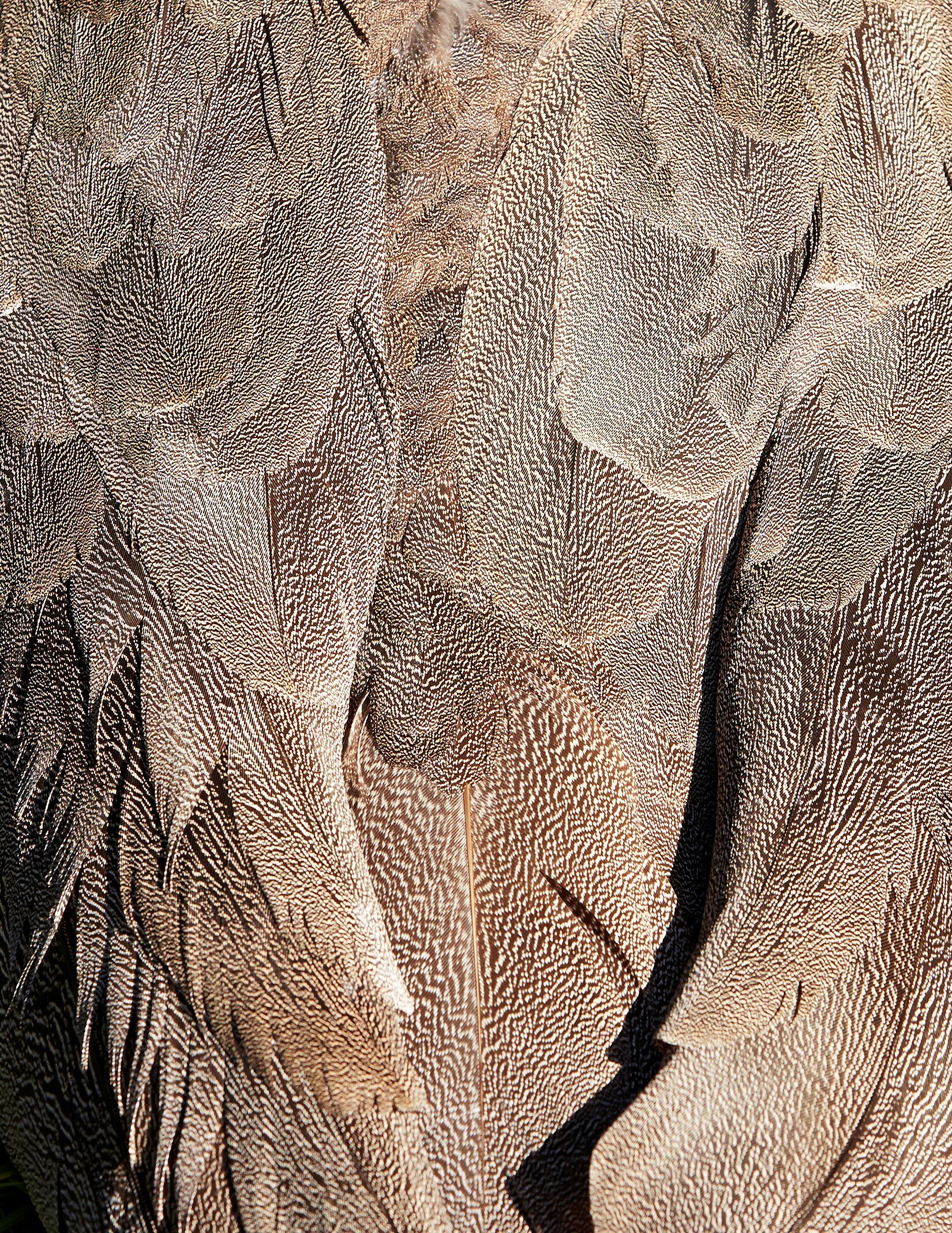 thomaslohr_Birds_14
