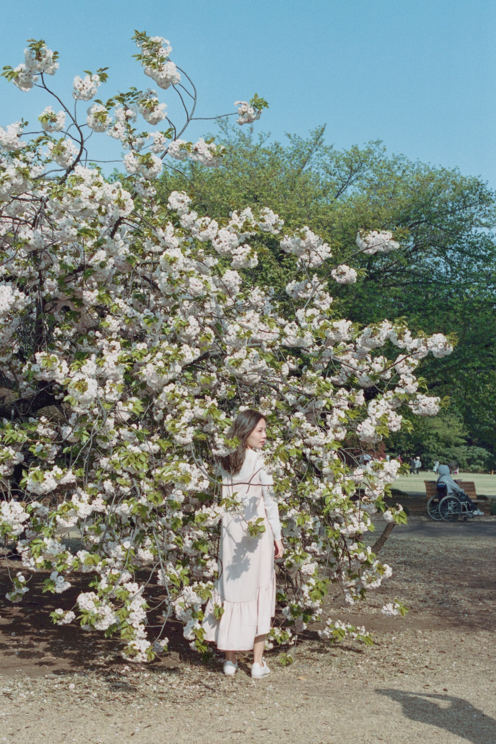 State of Glory by Sybilla Patrizia Tokyo Cherry Blossom