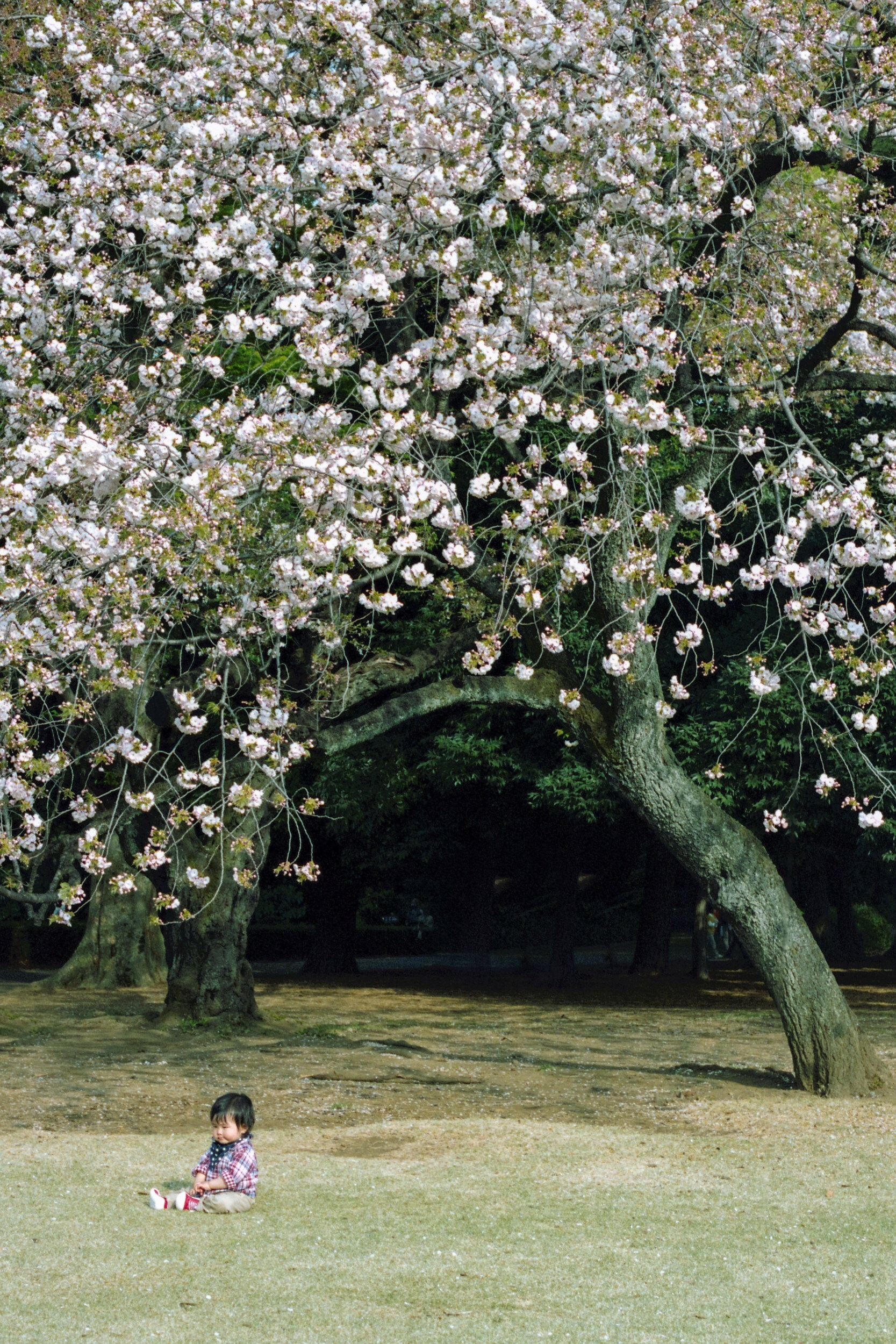 State of Glory by Sybilla Patrizia Tokyo Cherry Blossom