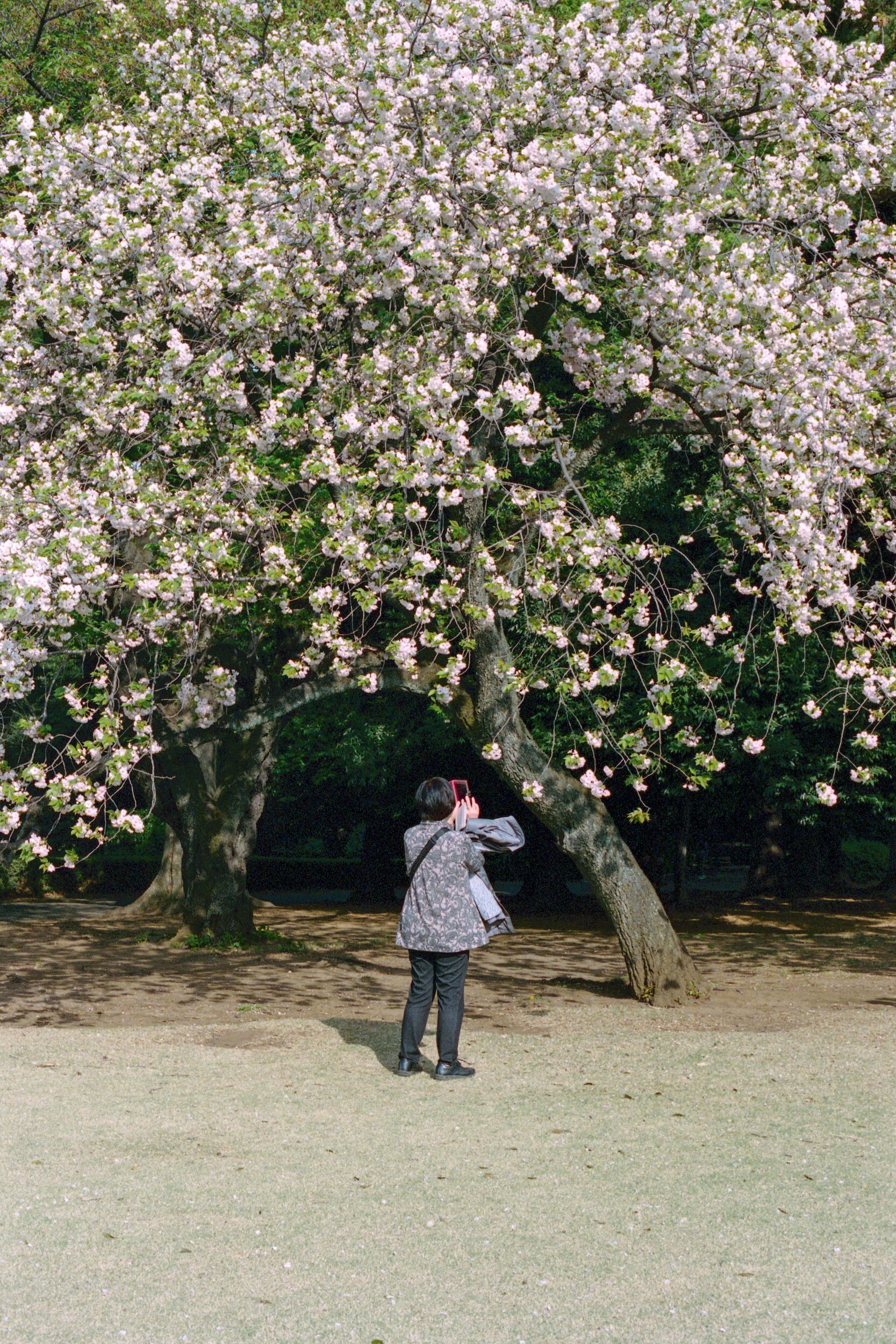 State of Glory by Sybilla Patrizia Tokyo Cherry Blossom