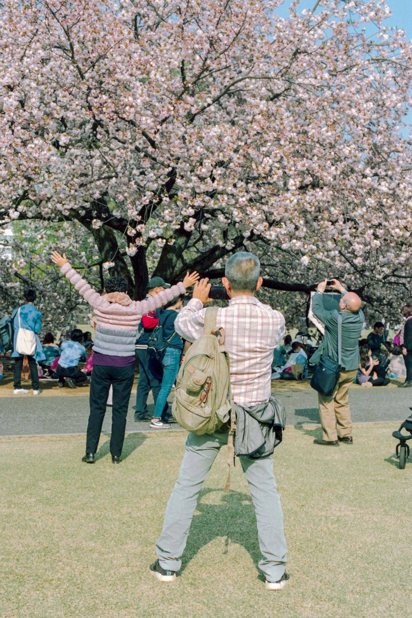 State of Glory by Sybilla Patrizia Tokyo Cherry Blossom