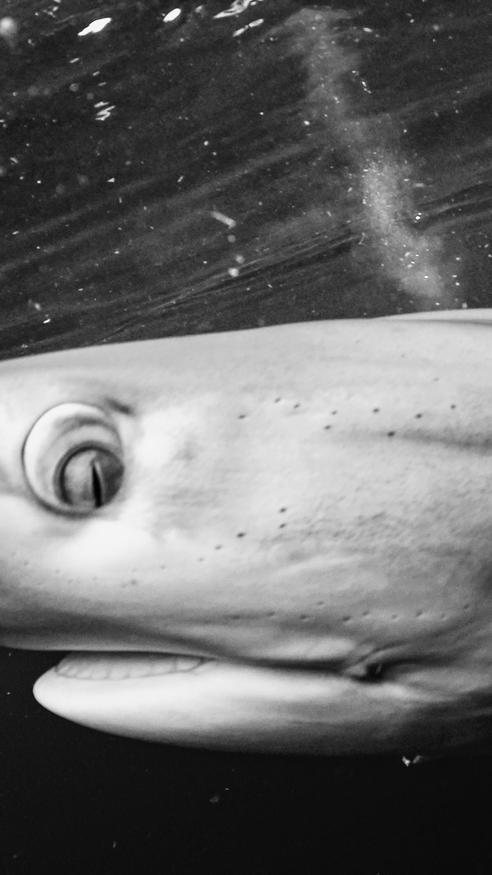 State of the Oceans Parley for the Oceans