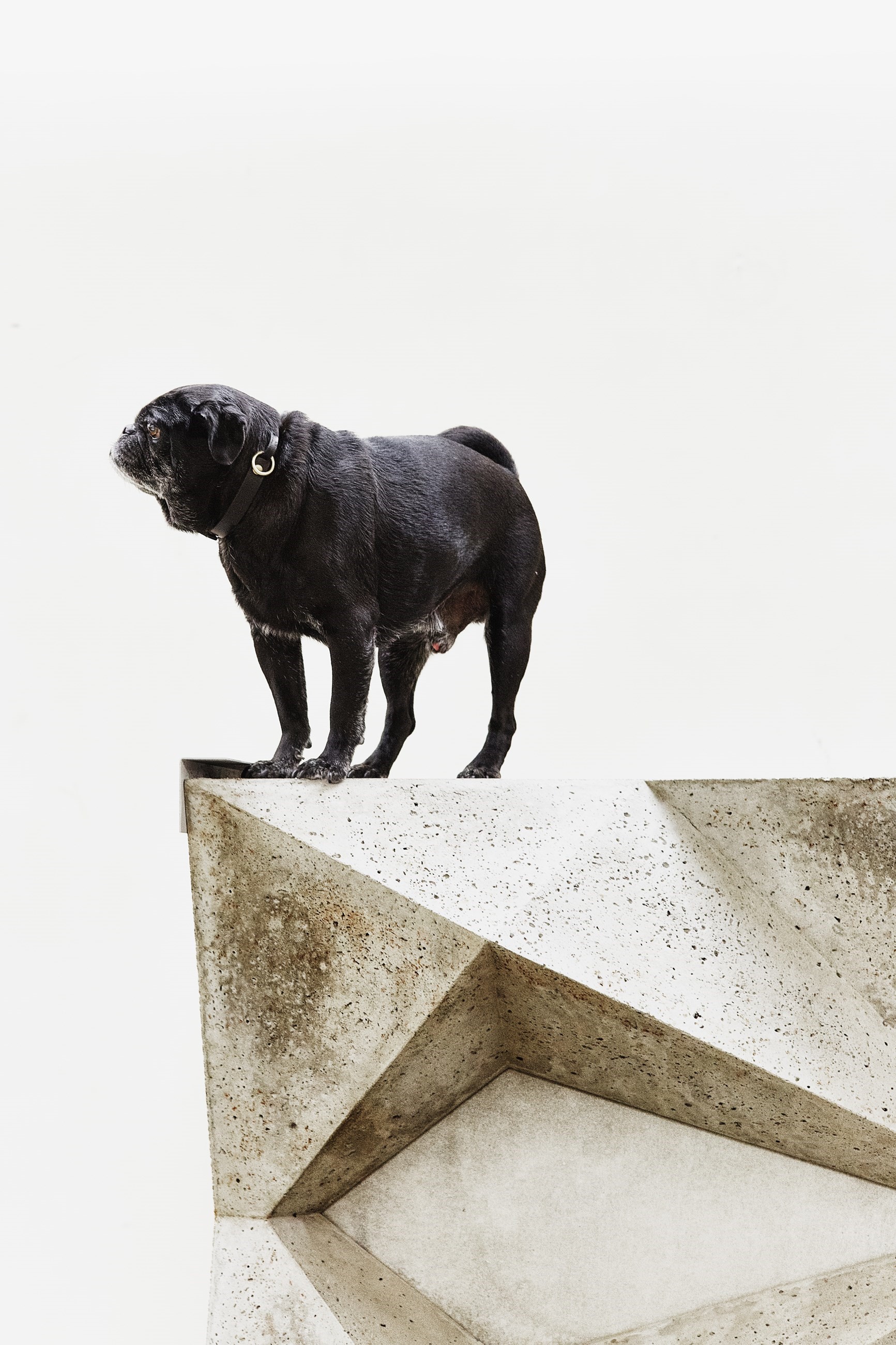 HECKIE THE DOG ON CONCRETE SAMPLE OF HONG KONG FLAGSHIP FACA