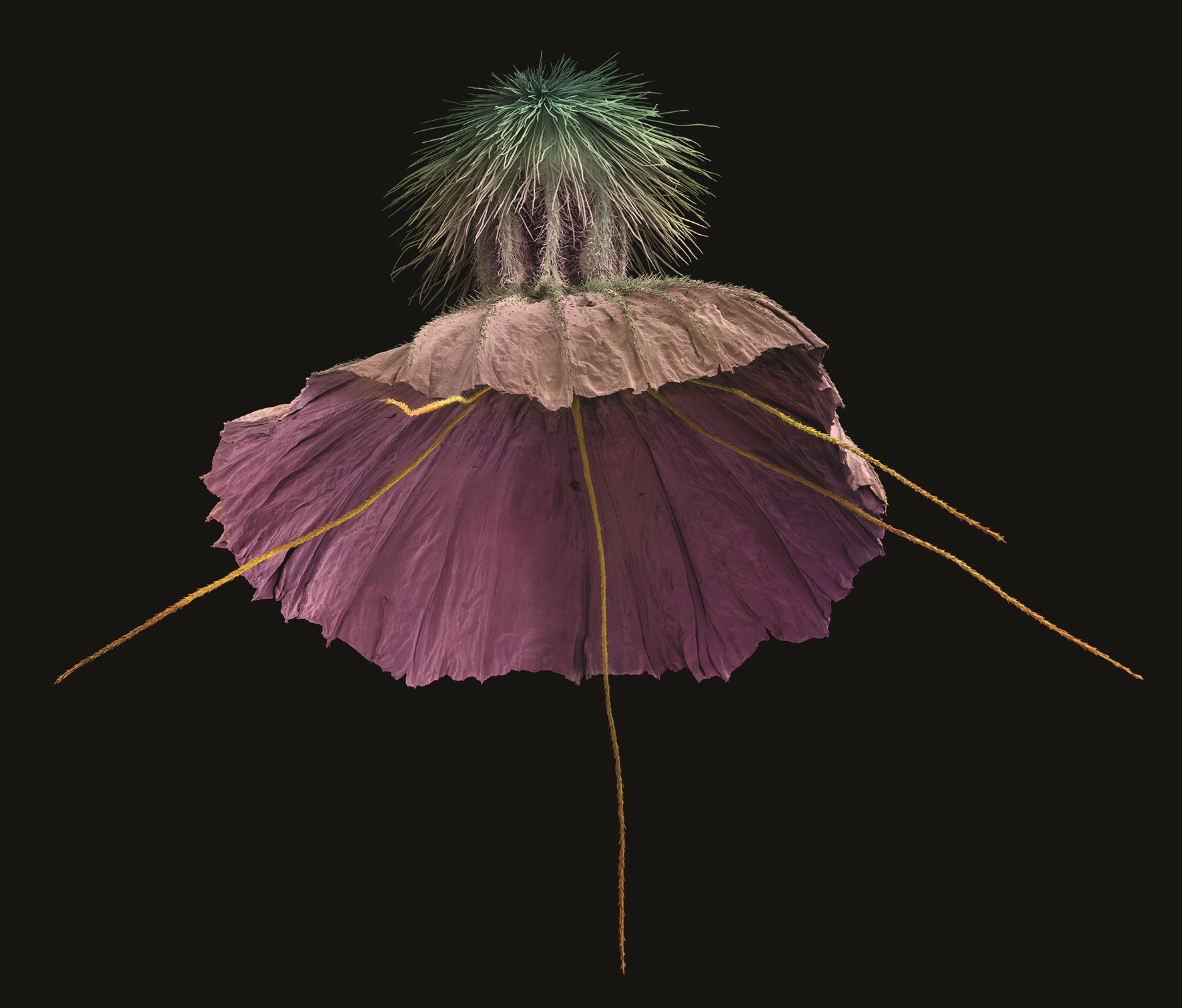 A Book About Art's Time-Honoured Fascination With Flora | AnOther