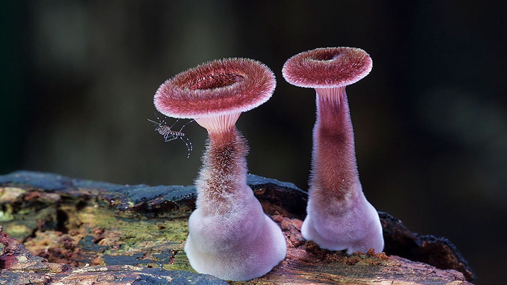 Panus Fasciatus mushroom