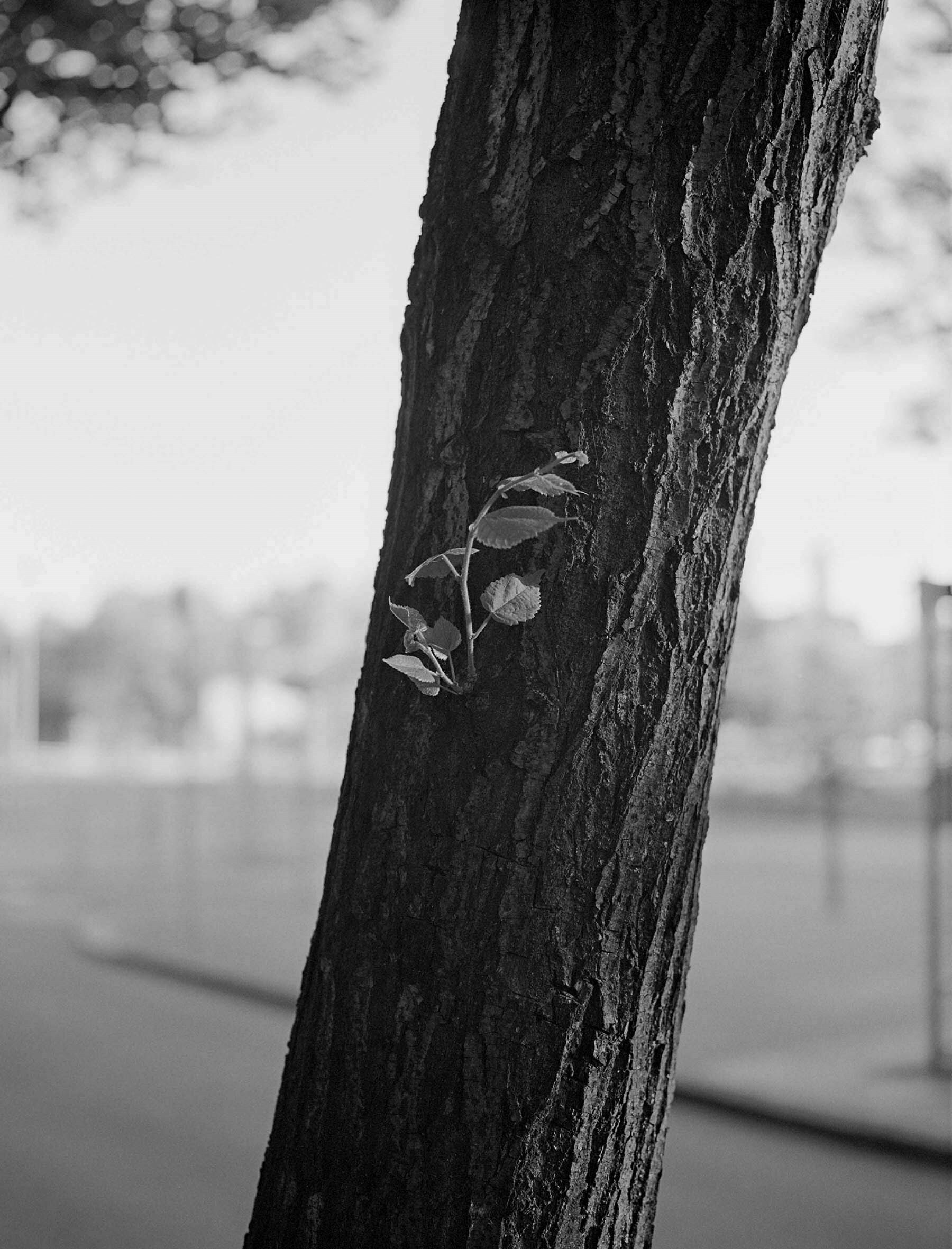 Berlin Pictures by Mark Steinmetz