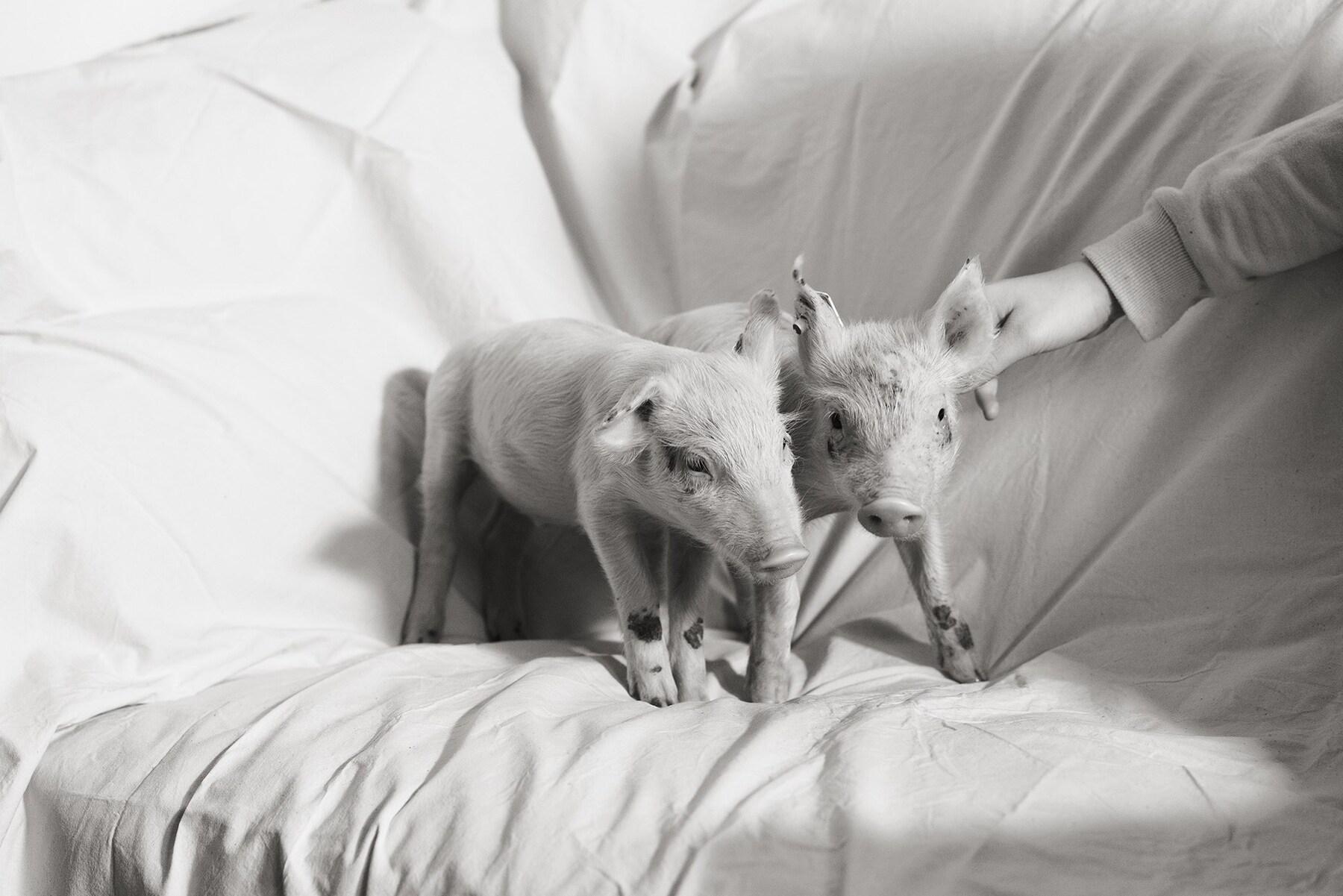 Companions by Yana Wernicke