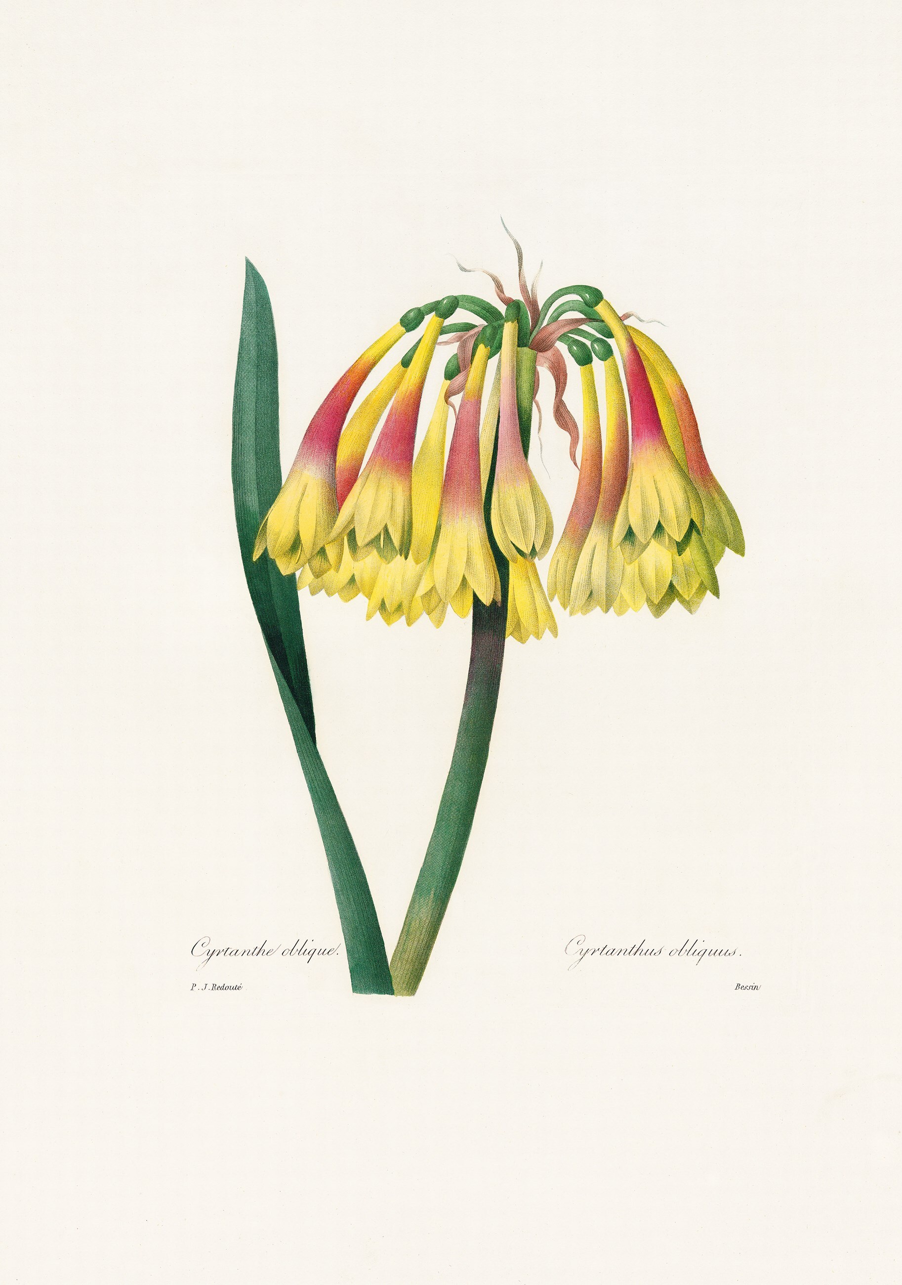 xl_redoute_belles_fleures_03