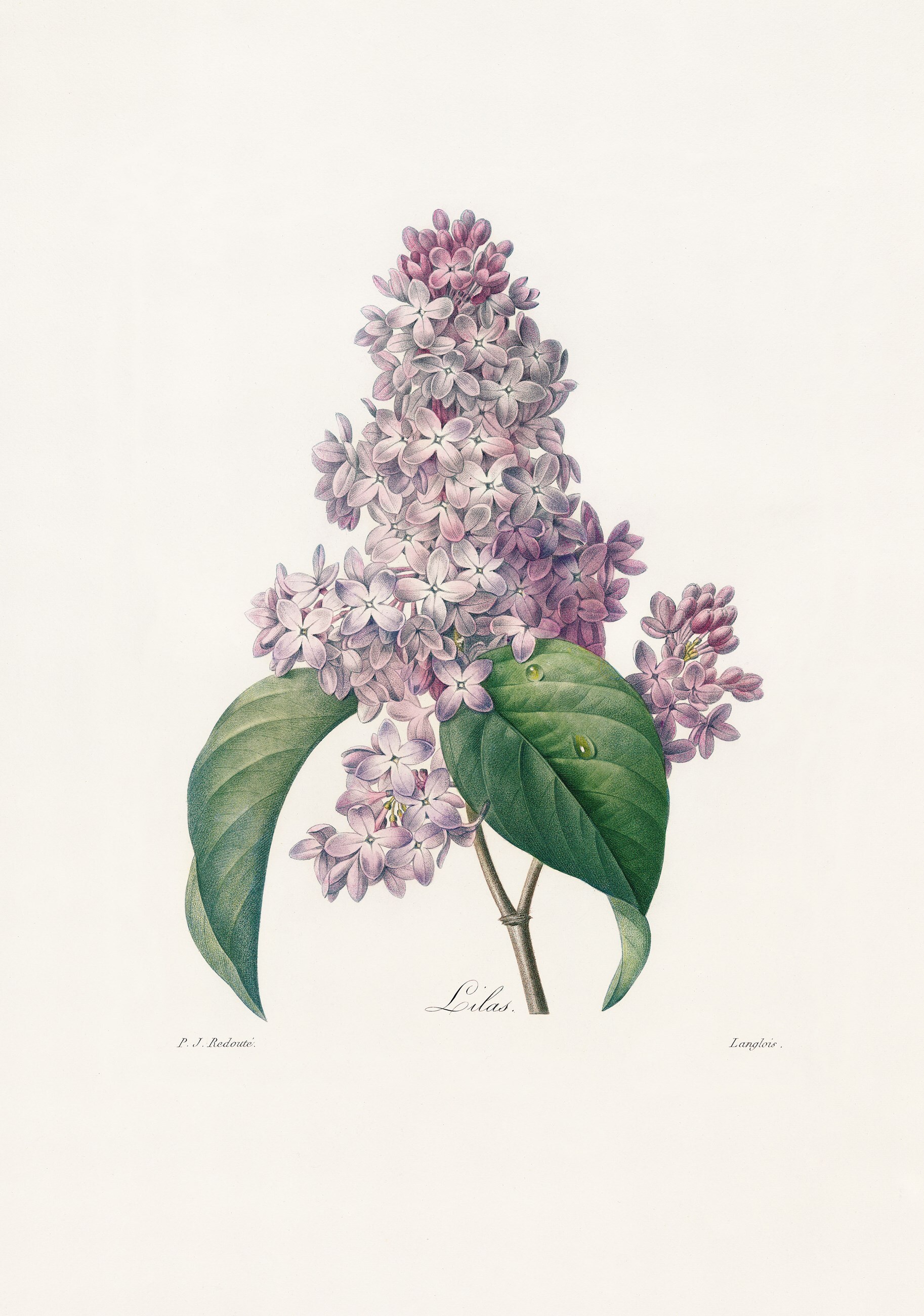 xl_redoute_belles_fleures_07