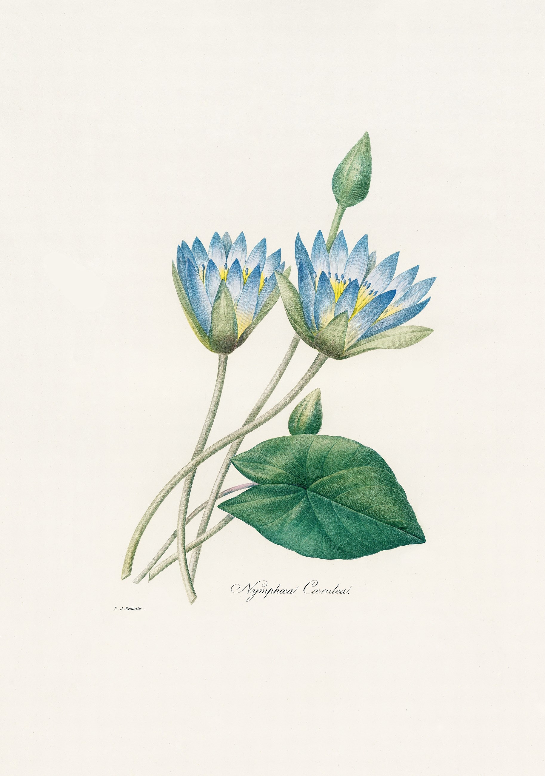 xl_redoute_belles_fleures_08