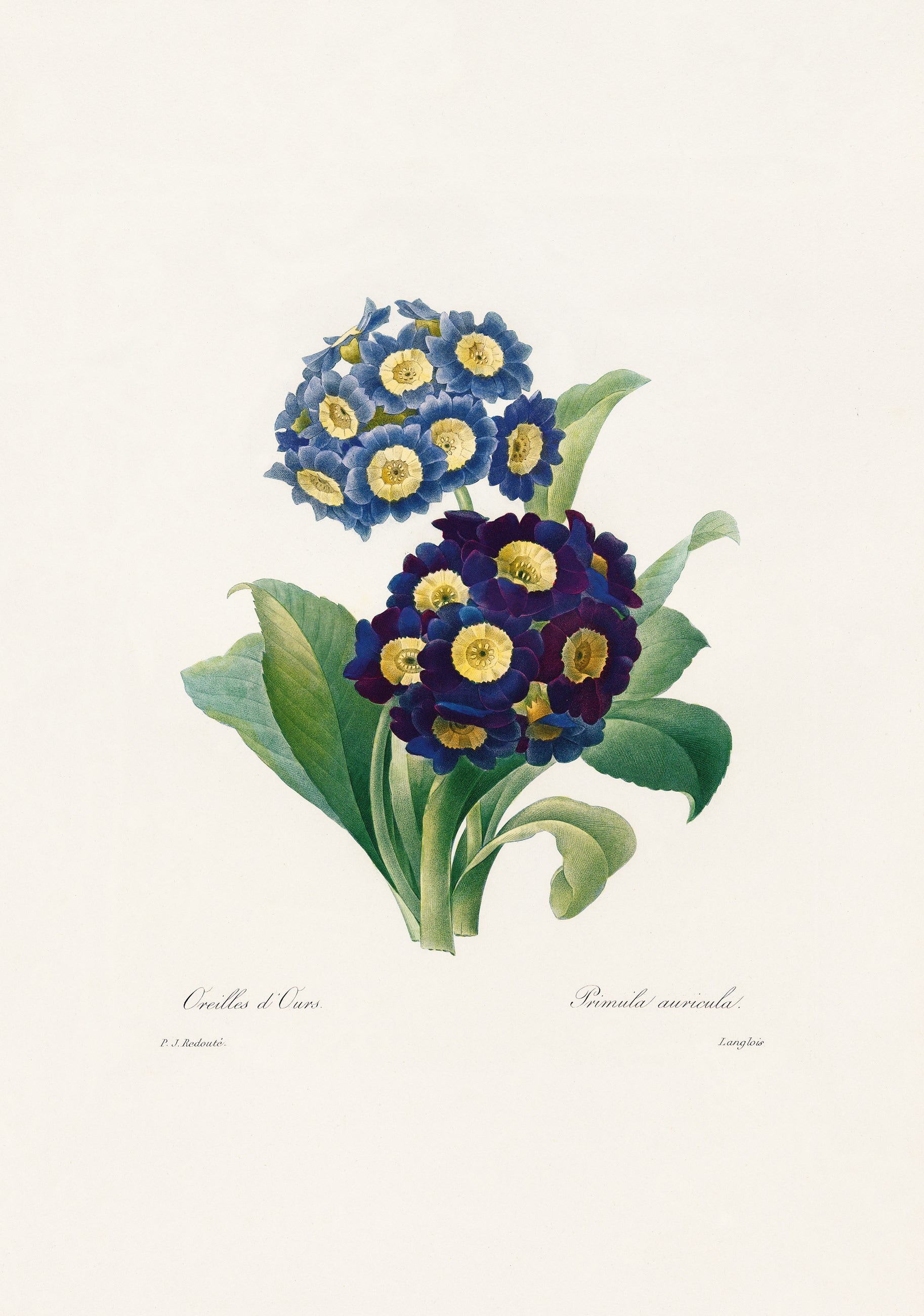 xl_redoute_belles_fleures_10
