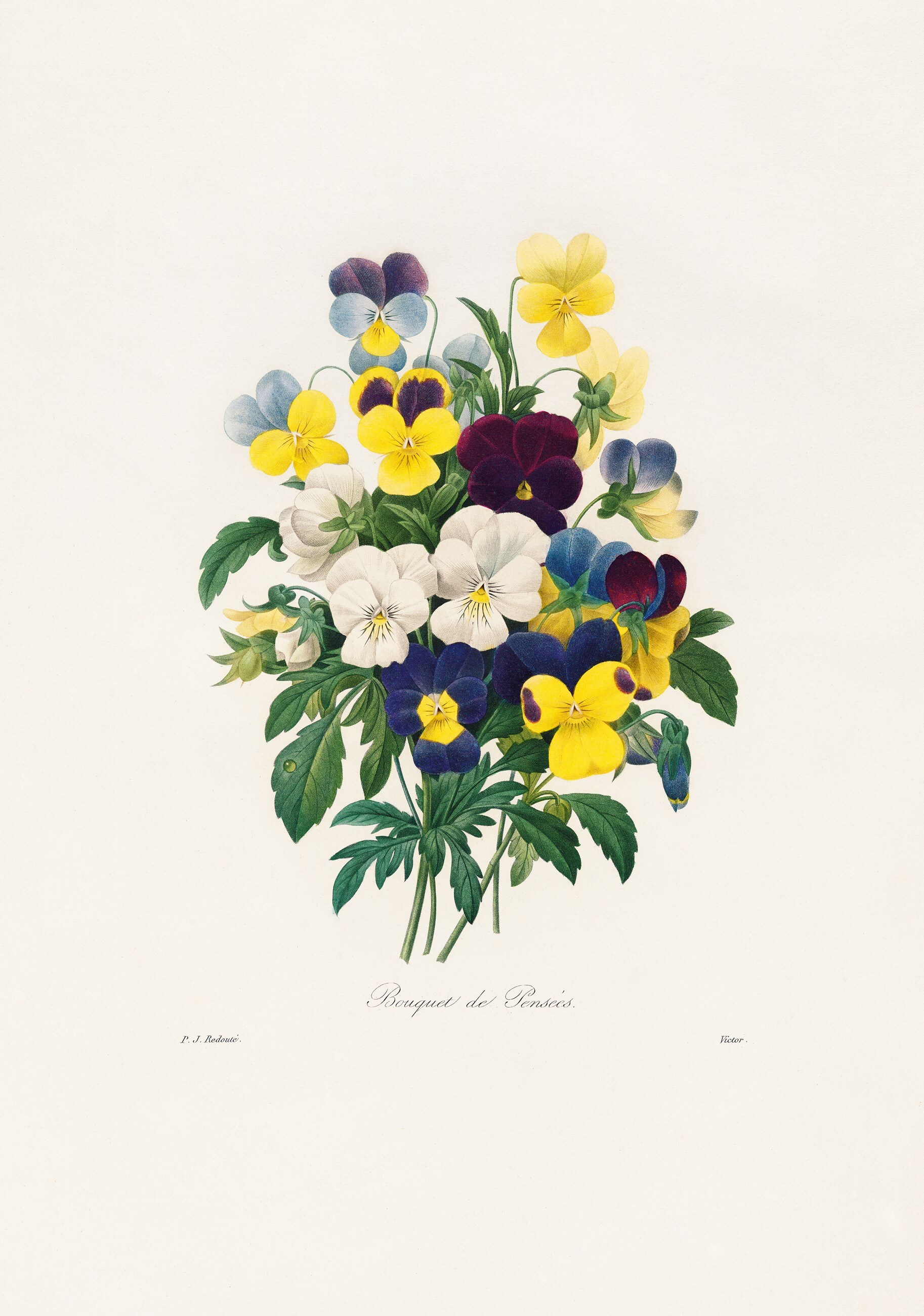 xl_redoute_belles_fleures_11