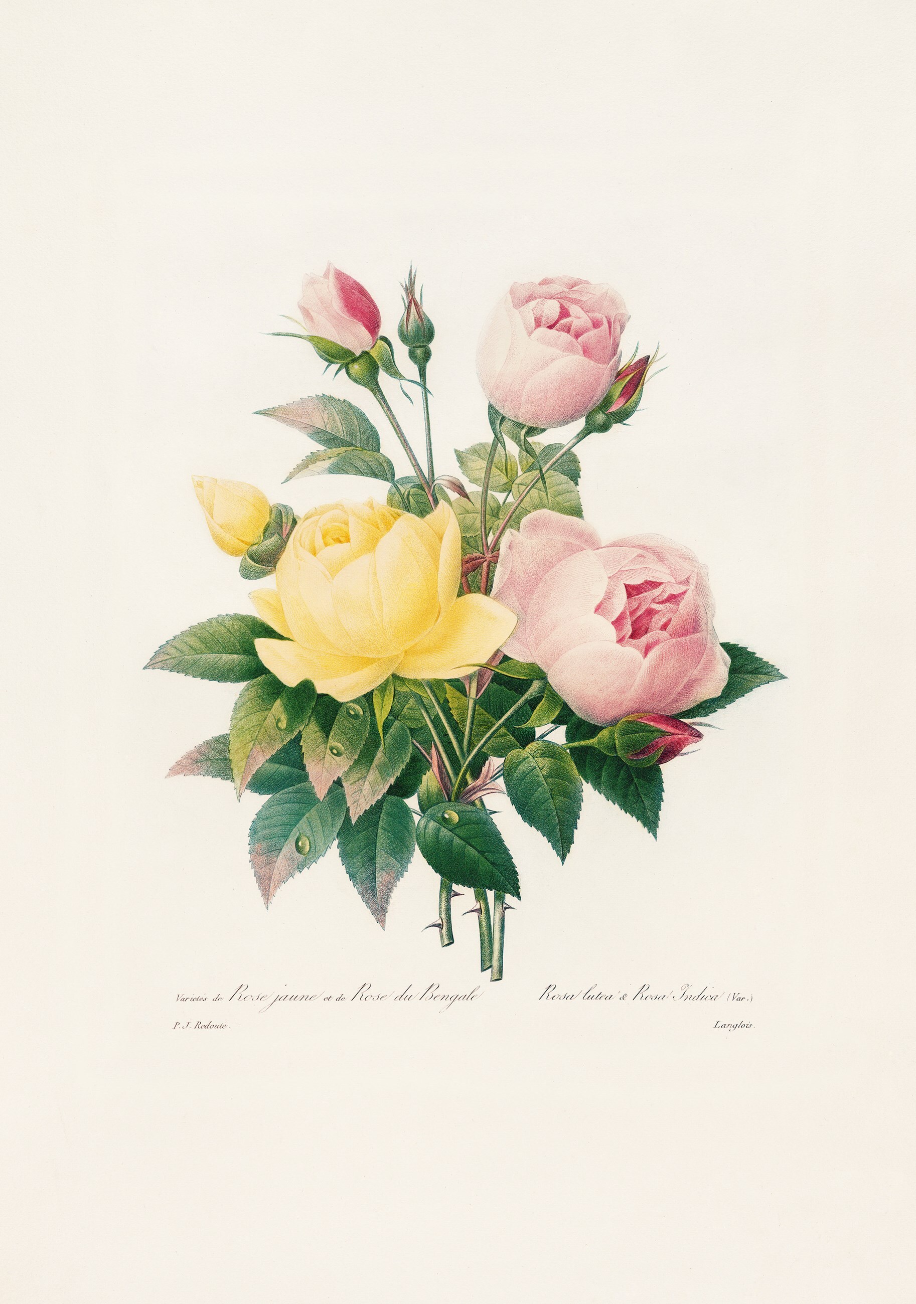 xl_redoute_belles_fleures_12