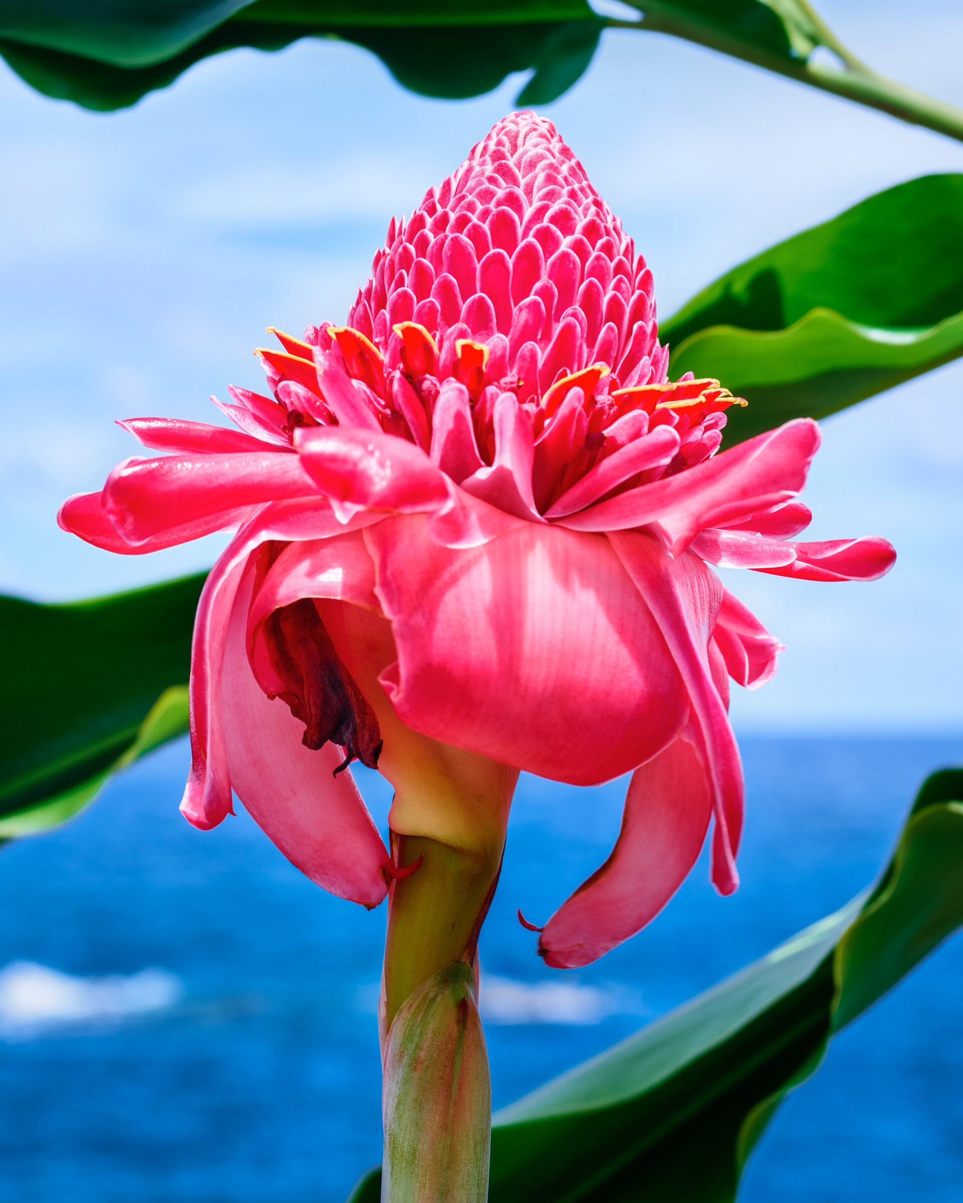 2019 - David LaChapelle - &#39;Magenta Torch Ginger No