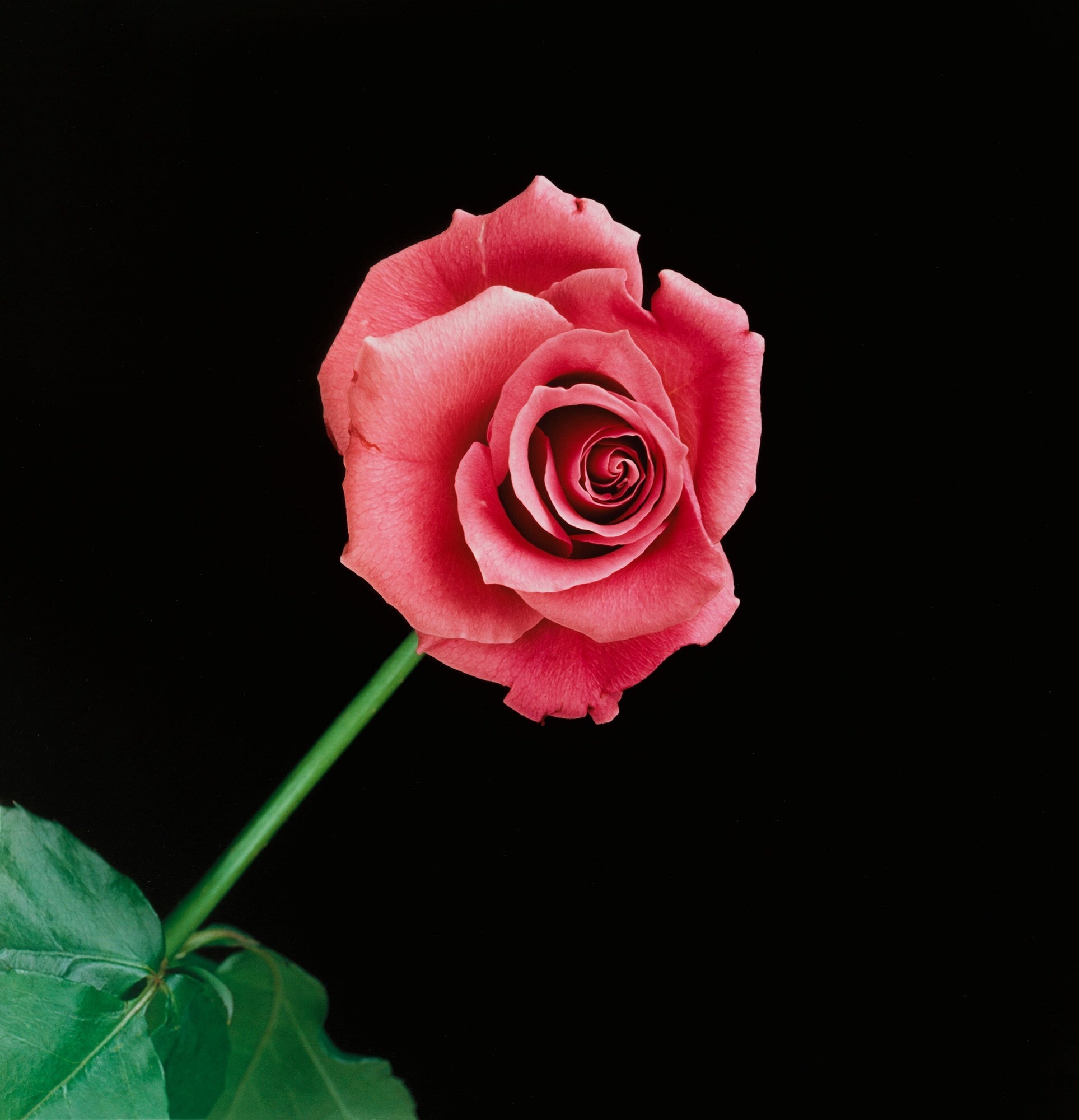 Robert Mapplethorpe: Subject Object Image