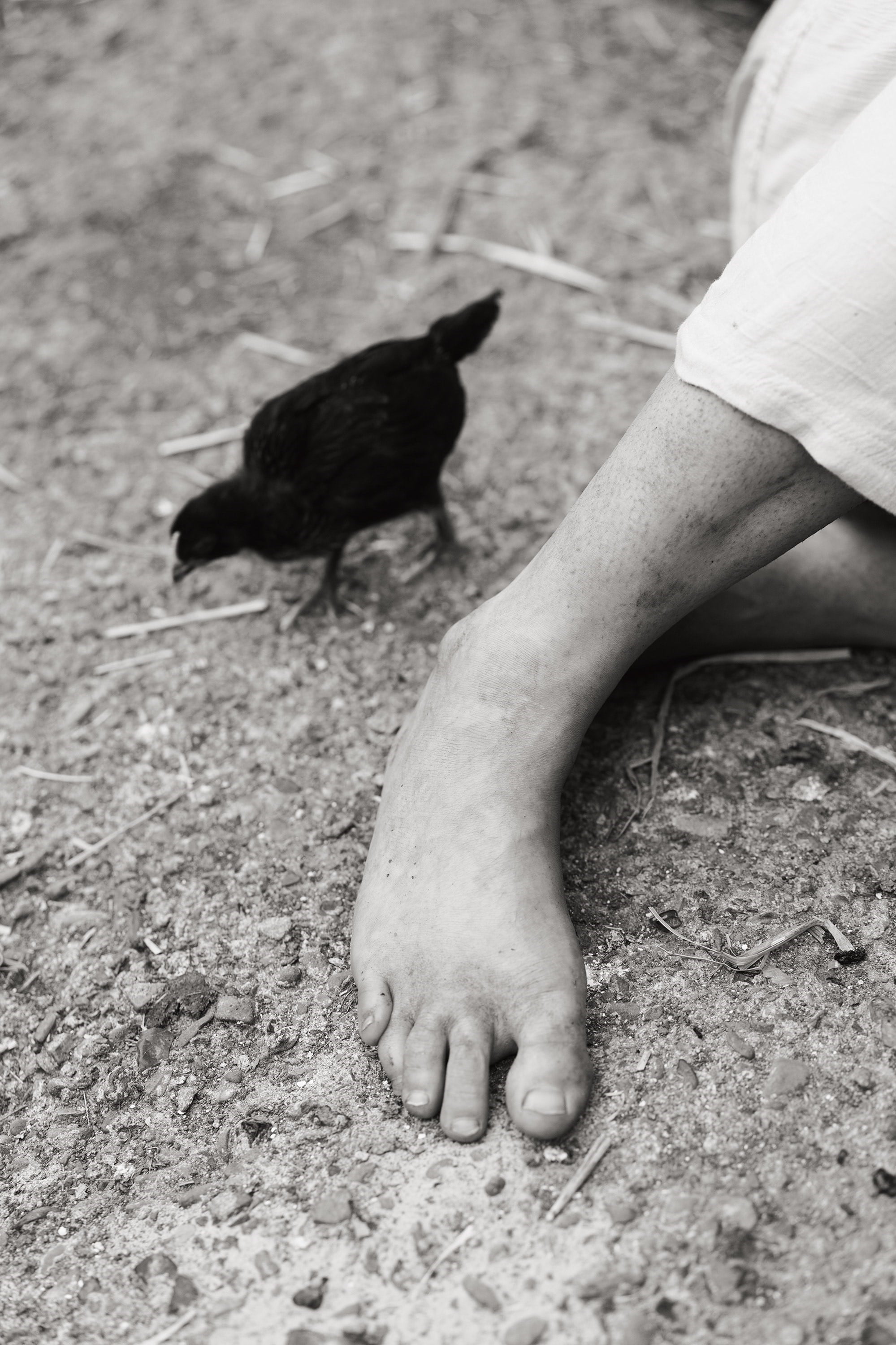 Companions by Yana Wernicke