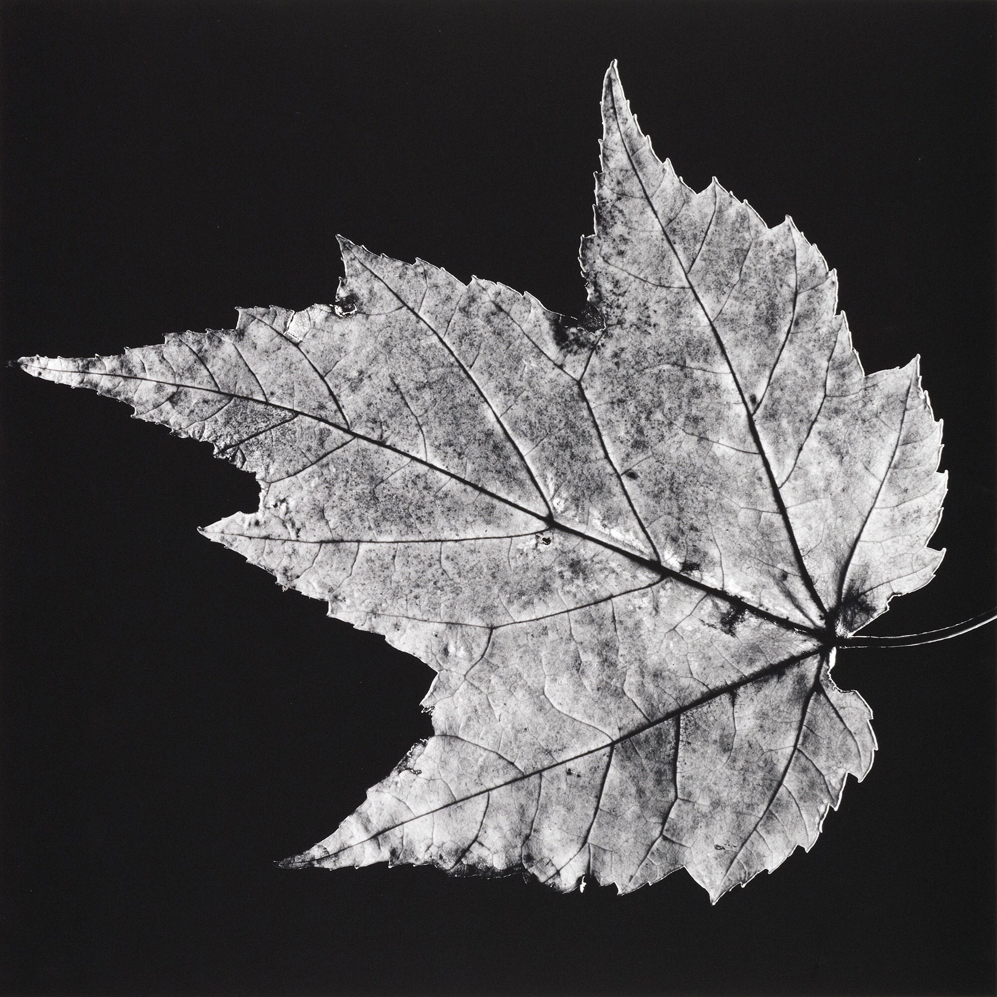 Robert Mapplethorpe: Subject Object Image