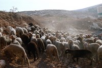 Dean Majd – Sheep Dancing, Ad-Dhahiriya, Al-Khalil