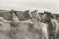 Venetia Scott – Horses, 2011