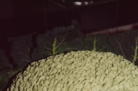 Longchamp Celebrates S/S25 Collection at The Garden Museum