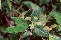 Bounty by Steve McQueen