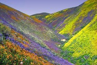 Wildflowers Death Valley
