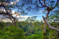 Canopy in Yasuni National Park Andreas Kay