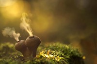 Puffballs mushroom