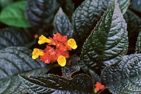 Bounty by Steve McQueen