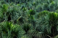 @Soros004 Moriche palms forest in the swamps of th