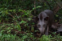 Geoff Gallice Brazilian tapir Yasuni Scientific Re