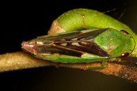 Leafhopper from Yasuni National Park Andreas Kay