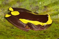 Upper Amazon treefrog, Dendropsophus bifurcus