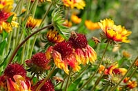 Atropa by Sterling Ruby Artist Garden Los Angeles