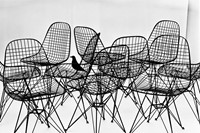 16. The World of Charles and Ray Eames. Wire Chair