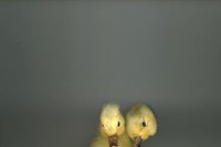 62 - TWO-HEADED CHICK