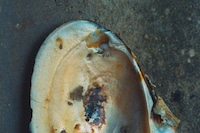 Not All Venuses Are Born from the Sea by Marco Imperatore