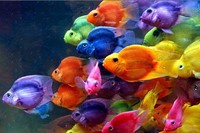 A rainbow shoal of fish
